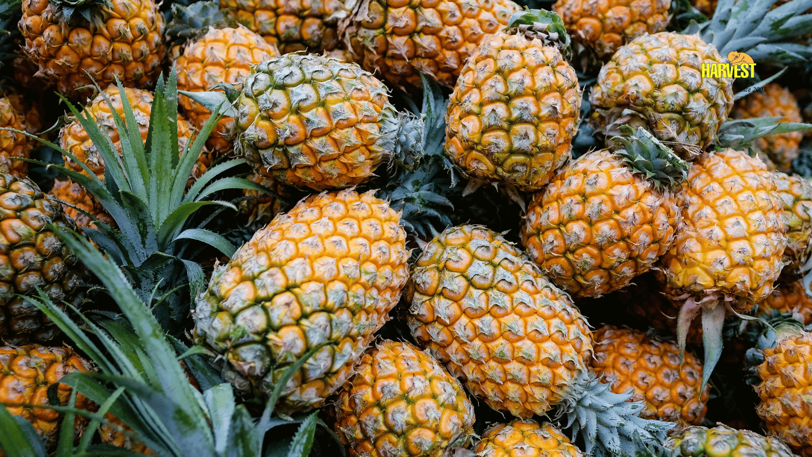 আনারস