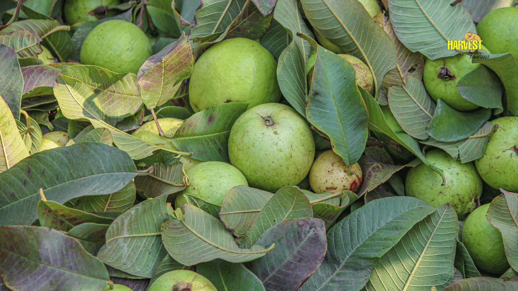 পেয়ারা